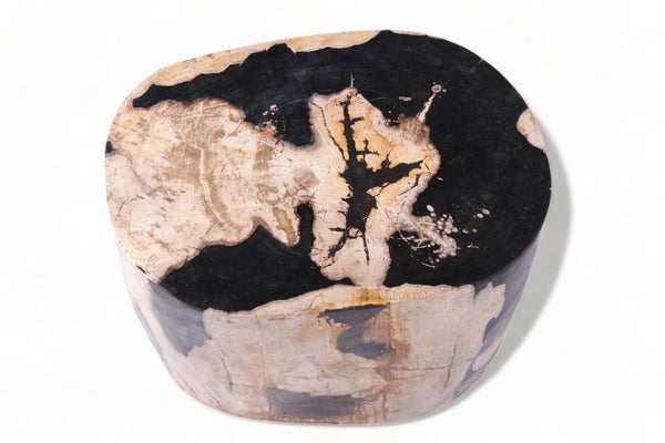 Large Oval Petrified Wood Accent Table or Side Table 1