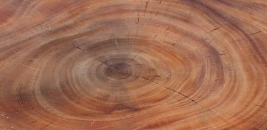 One Slab Living Edge Coffee Table With Black Iron Legs 49