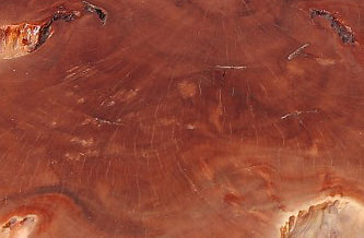 Modern Lychee Living Edge Coffee Table 96