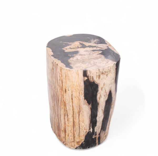 Large Oval Petrified Wood Accent Table or Side Table 1 - Dyag East