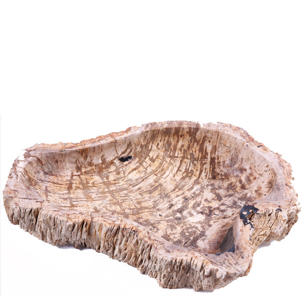 28" Long Petrified Wood Vessel 6