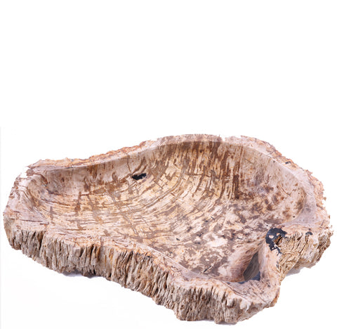 28" Long Petrified Wood Vessel 6