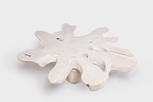 White Organic Teak Root Coffee Table 38