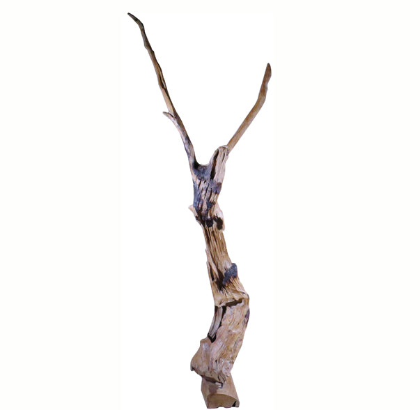 Organic Teak Root Sculpture 4 - Dyag East