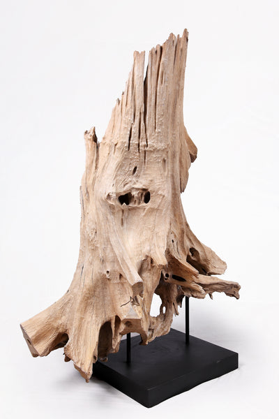 Organic Teak Root Sculpture- 53" Inch Tall