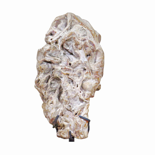 Fossil Scholar Stone - Dyag East