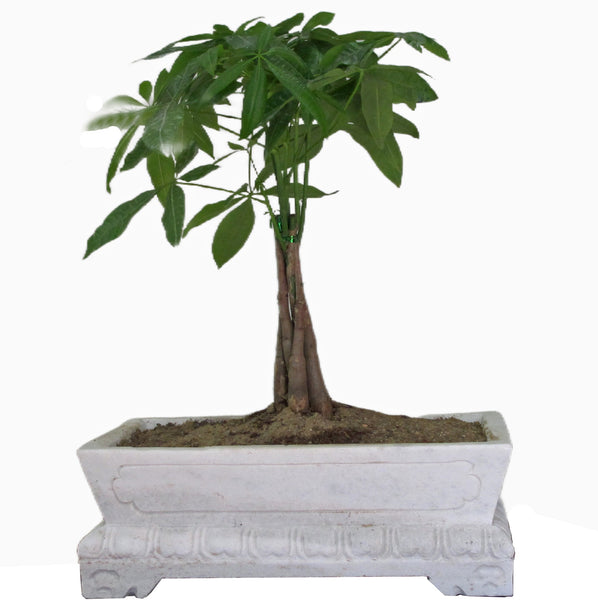 Marble Trough - Dyag East