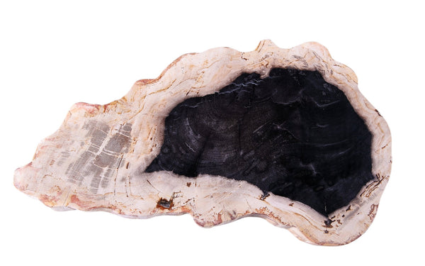 Petrified Wood Board 2 - Dyag East