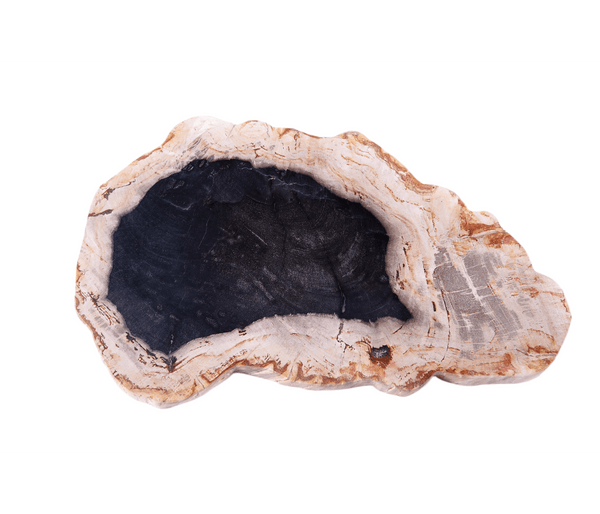 Petrified Wood Board 2 - Dyag East