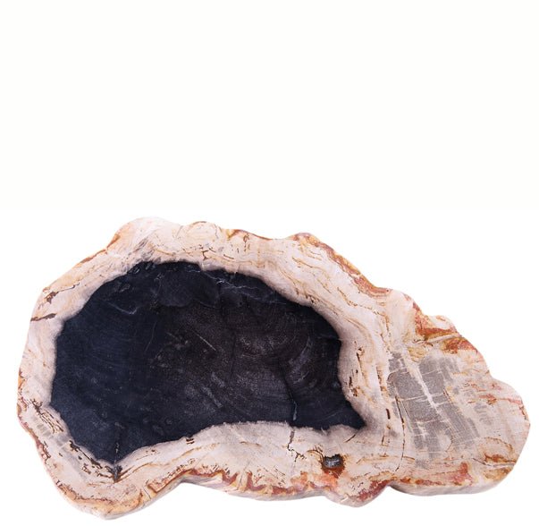 Petrified Wood Board 2 - Dyag East