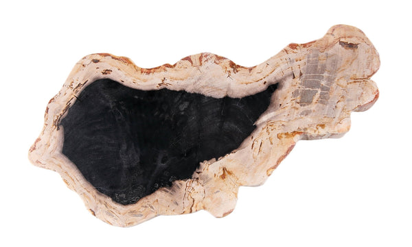 Petrified Wood Board 2 - Dyag East